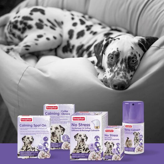 Beaphar No-Stress Difusor de Recambio Anti estrés para perros, , large image number null